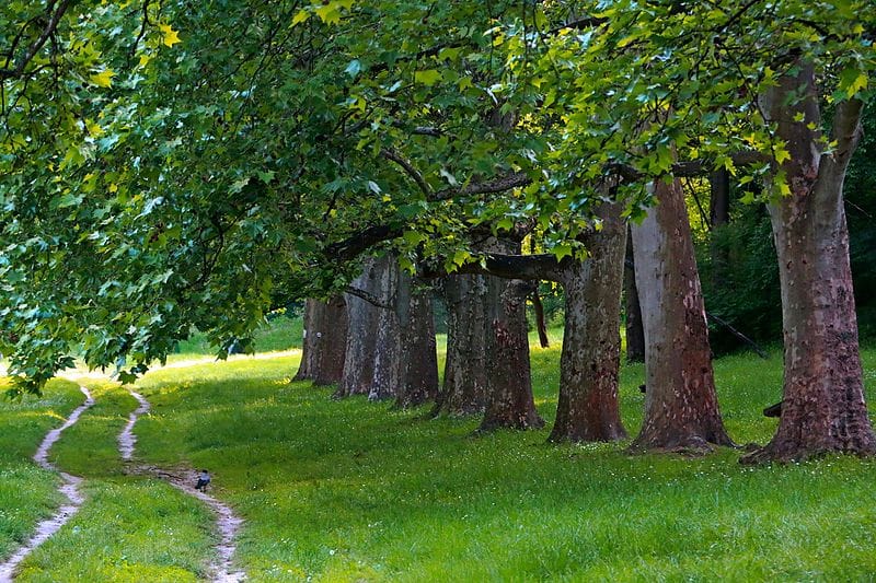 селидбе кошутњак
